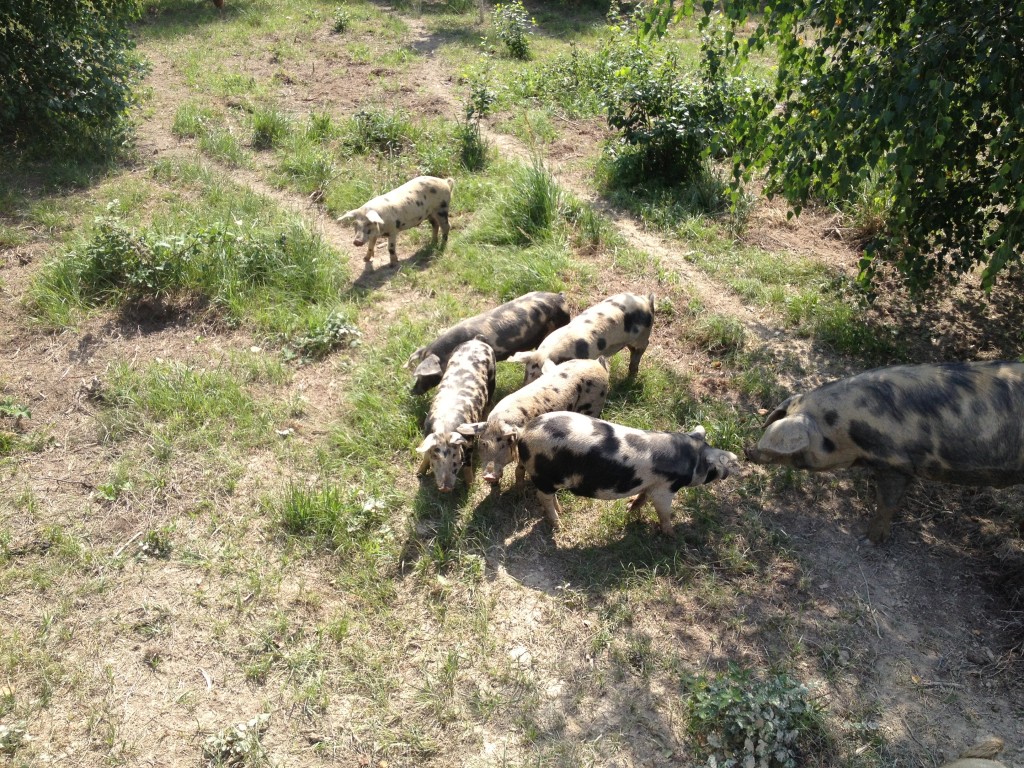 Turopolje-Ferkel auf der ersten Erkundungstour