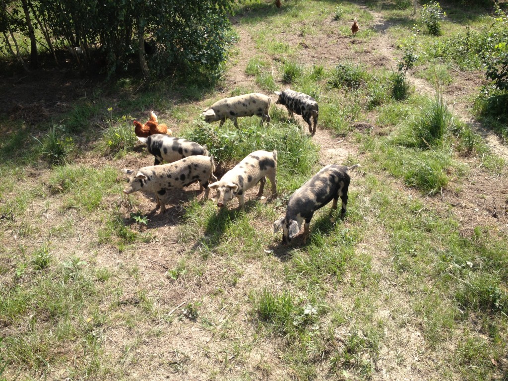 Turopolje-Ferkel bei der ersten Erkundungstour