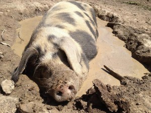 Turopolje artgerechte Tierhaltung und Züchtung.